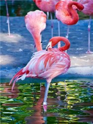 Ein Schwarm Flamingos Malen nach Zahlen