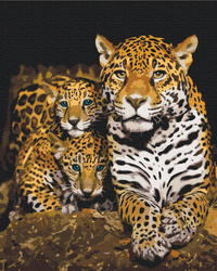 Nachtaktive Leoparden Malen nach Zahlen