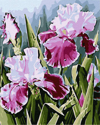 Schwertlilien Malen Nach Zahlen