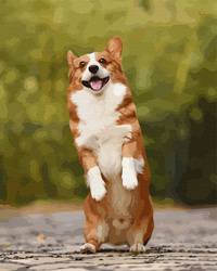 Ein fröhlich springender Corgi Malen Nach Zahlen