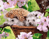 Igel in einem Korb 40x50 Malen nach Zahlen