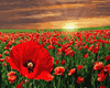 Sonnenuntergang über einem Mohnfeld, das nach Zahlen malt