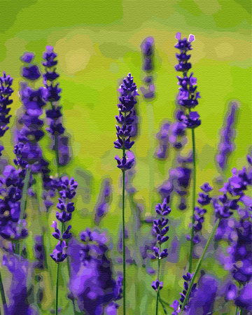 Lavendelduft Malen Nach Zahlen