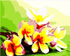 Tropische Plumeria Malen nach Zahlen