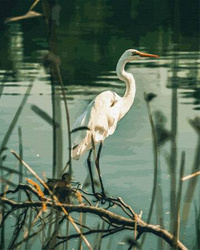 Stille am Wasser Malen Nach Zahlen