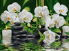 Orchideen in stillem Wasser 30x40 Malen nach Zahlen
