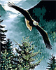 Fliegender Adler Malen nach Zahlen