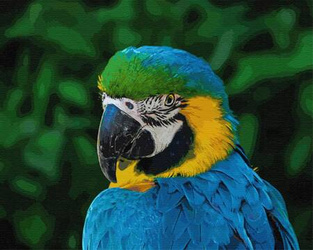 Tropischer Wächter der Stille, Papagei Malen Nach Zahlen