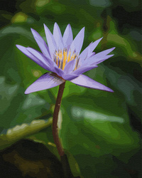 Lilie in der Stille der Natur Malen Nach Zahlen