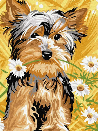 York in Kamille 30x40 Malen nach Zahlen