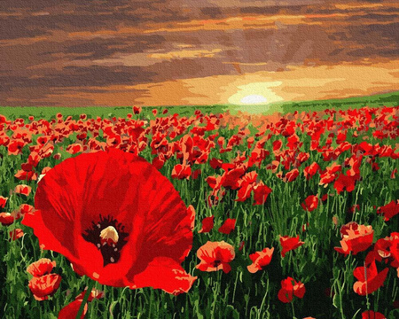 Sonnenuntergang über einem Mohnfeld, das nach Zahlen malt