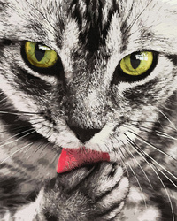 Nachdenkliche Katze mit rosa Zunge Malen Nach Zahlen