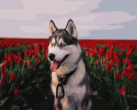 Husky in einem Tulpenfeld. Malen nach Zahlen