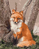Fuchs am Baum Malen Nach Zahlen