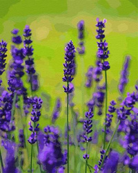 Lavendelduft Malen Nach Zahlen