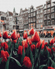 Amsterdam Tulpen Malen nach Zahlen ohne Rahmen