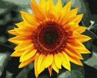 Sonnenblumen
